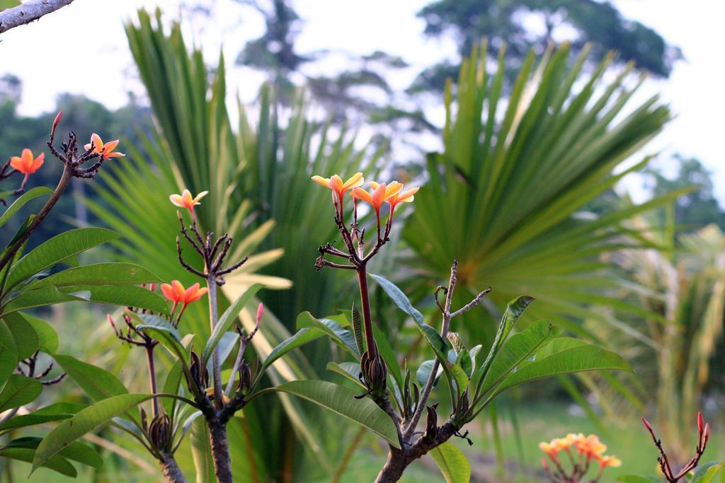 Arnawa Bungalow Hotel Ubud  Exterior photo