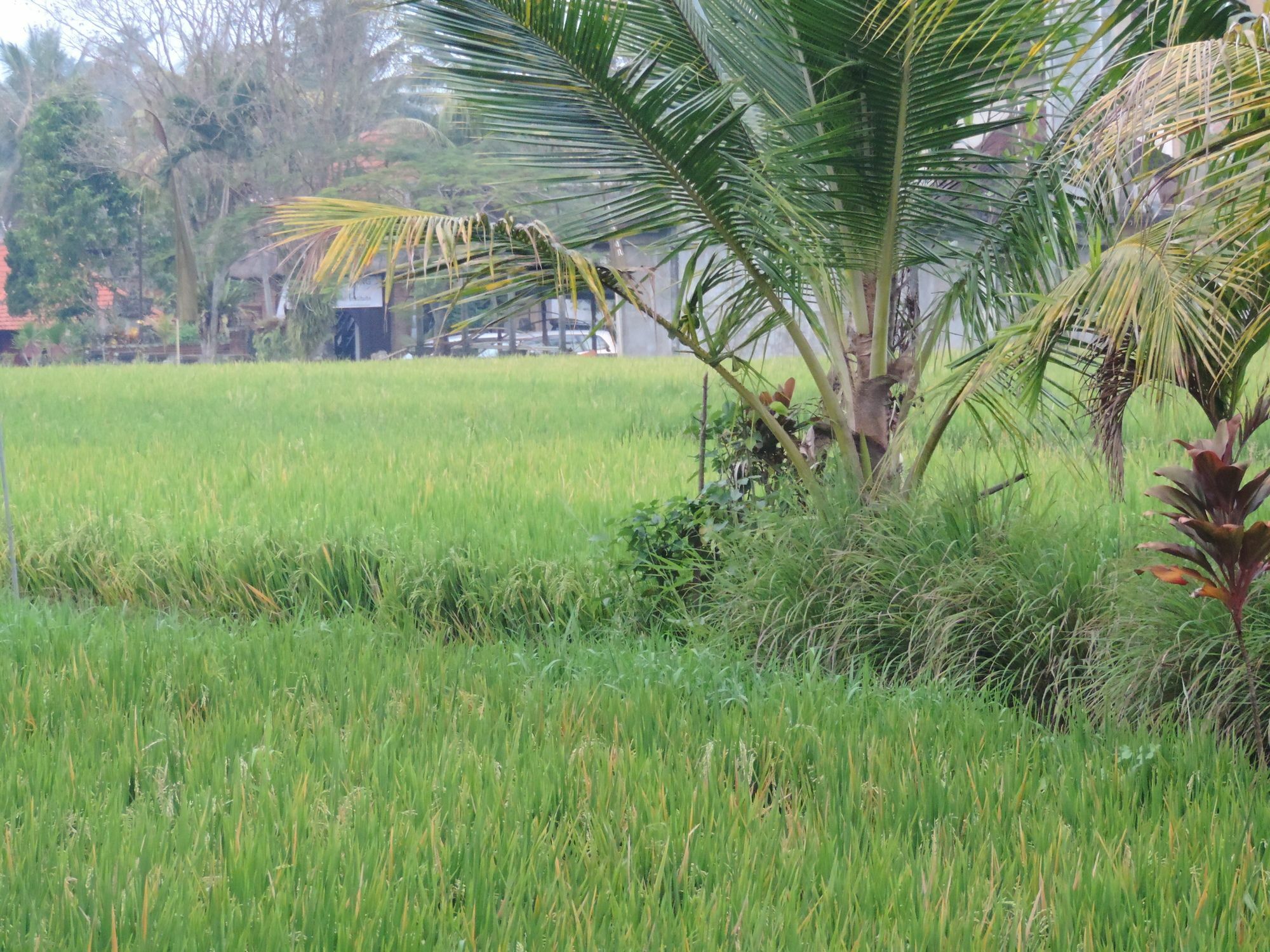 Arnawa Bungalow Hotel Ubud  Exterior photo